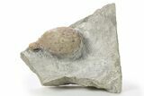 Cystoid (Holocystites) Fossil - Indiana #286535-1
